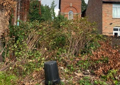 A view of the rear garden with an infestation of Japanese Knotweed