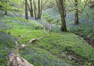 Bluebells in a Woodland